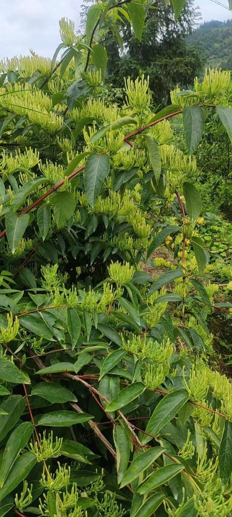 湖南金银花花蕾开花质保障一手货源