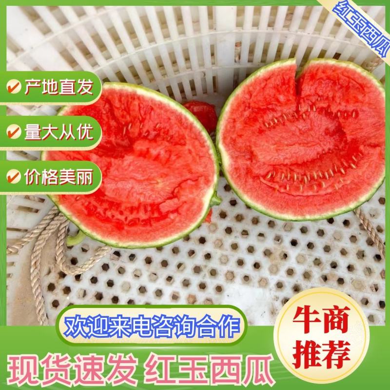 蒋氏红玉西瓜大量上市，欢迎新老客户前来采购！量大从优
