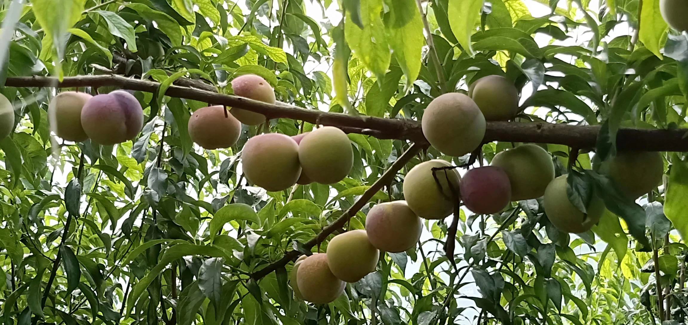 成熟的山竹果实在夏季采摘,果皮紫红,果肉饱满洁白 山竹果实在夏季成熟