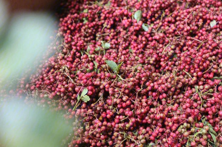 大圆椒果实特写