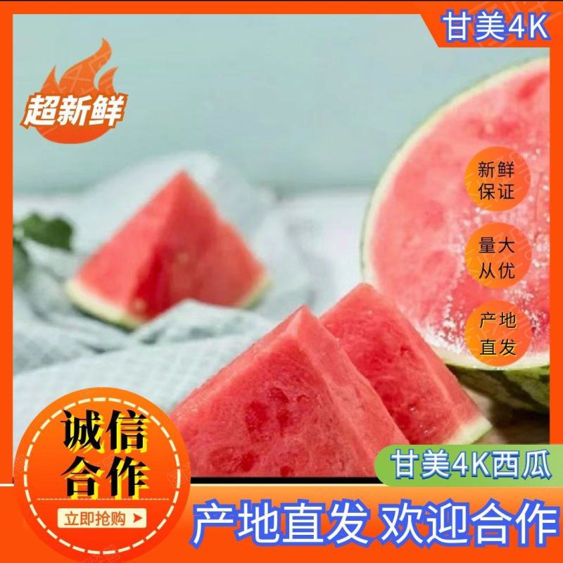 精品甘美4k西瓜价格美丽大量供货实力老板欢迎来电