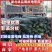 【热卖】优质黑皮冬瓜基地直发物美价廉代发全国
