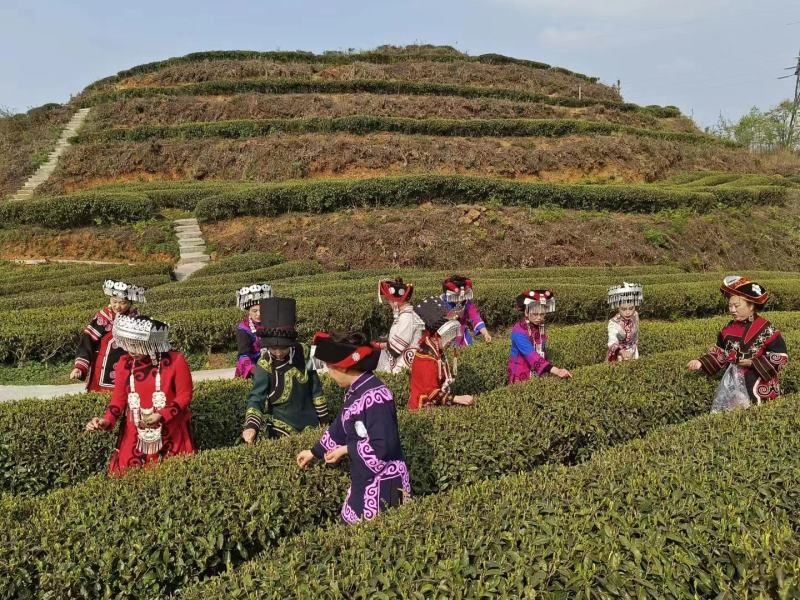 精品高山绿茶纳雍高山茶【翠峰】普洱绿茶口感纯正