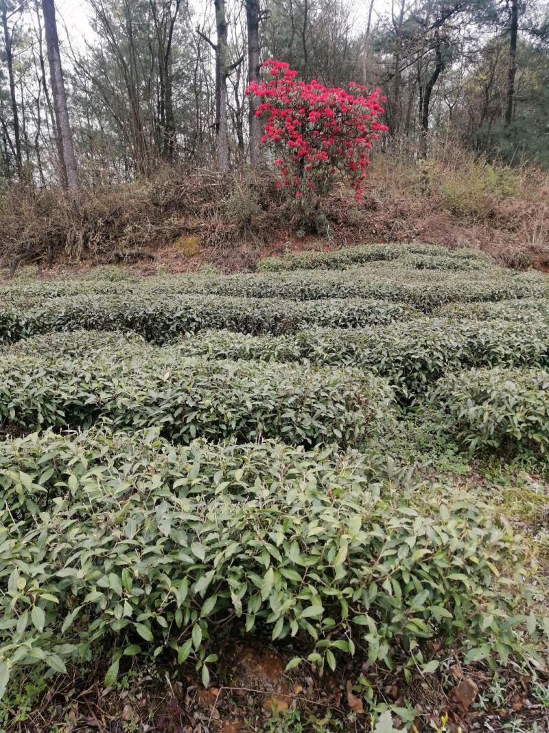 精品高山绿茶纳雍高山茶【翠峰】普洱绿茶口感纯正