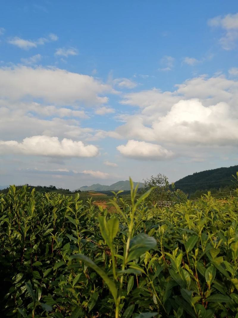 精品高山绿茶【翠芽】高山云雾茶品种纯正农家自种