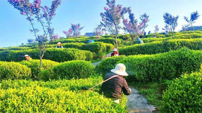 精品高山绿茶【翠芽】高山云雾茶品种纯正农家自种