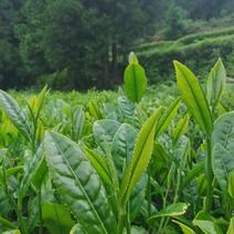 精品高山绿茶【翠芽】高山云雾茶品种纯正农家自种