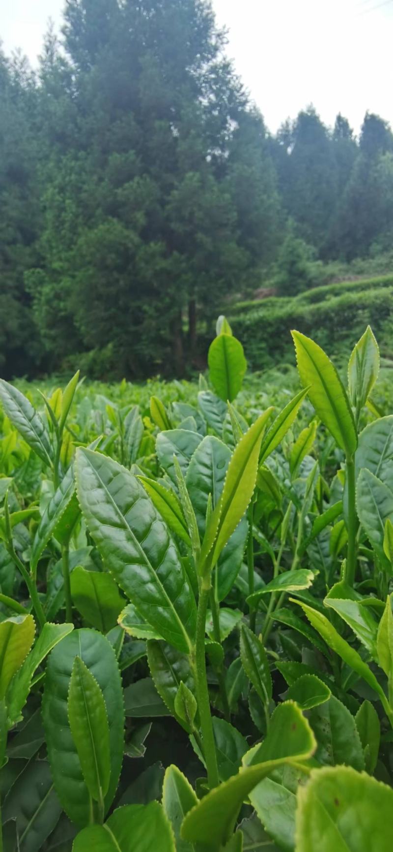 精品高山绿茶【翠芽】高山云雾茶品种纯正农家自种