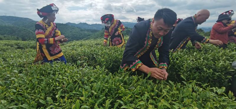 精品高山绿茶【翠芽】高山云雾茶品种纯正农家自种