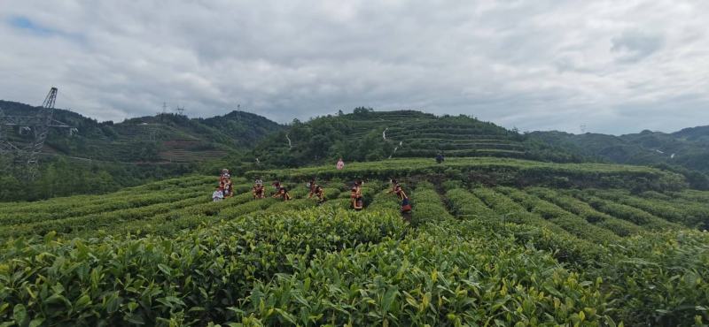 精品高山绿茶【翠芽】高山云雾茶品种纯正农家自种