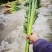 端午节必需品《艾草和菖蒲》