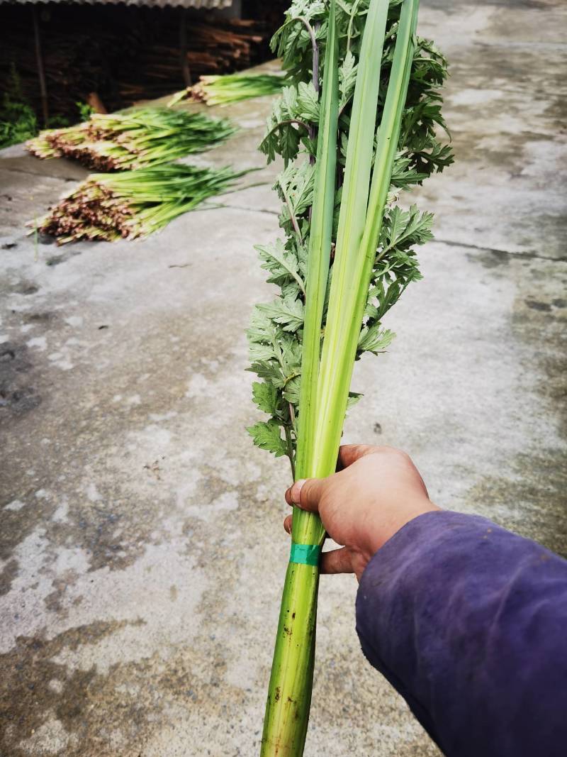 端午节必需品《艾草和菖蒲》