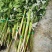 端午节必需品《艾草和菖蒲》