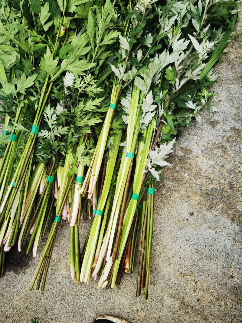 端午节必需品《艾草和菖蒲》