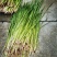 端午节必需品《艾草和菖蒲》