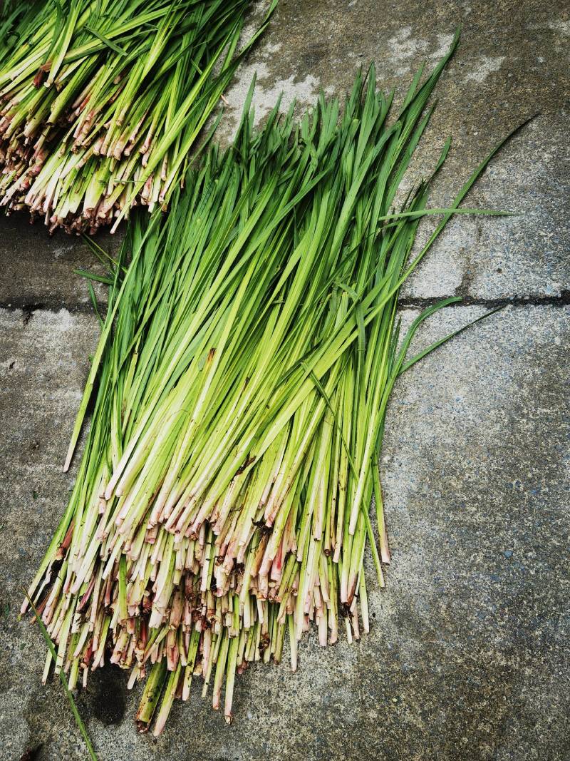 端午节必需品《艾草和菖蒲》