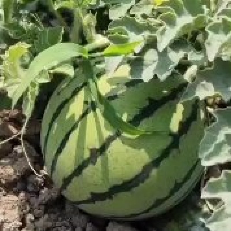 台头西瓜开原喽，质量保证价格美丽，4到八斤，全国发货，