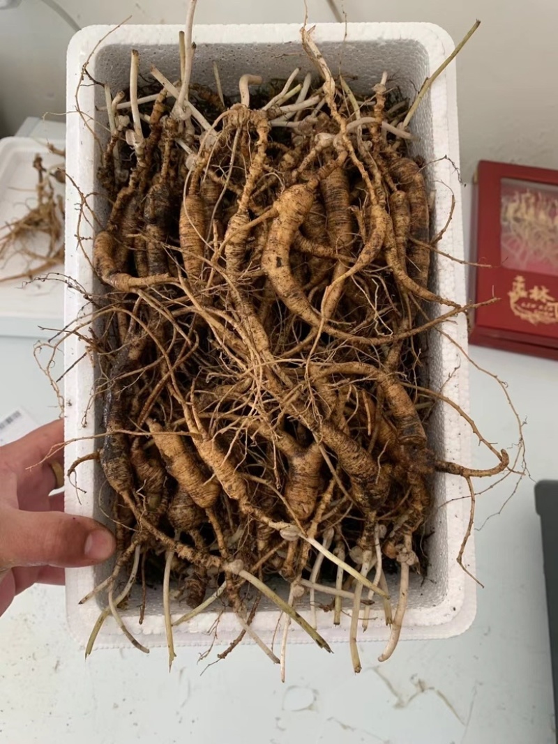 二十多年林下吃货