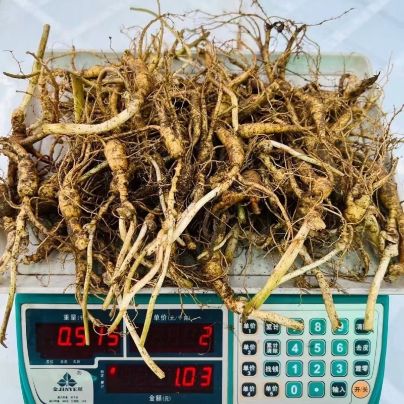 林下籽吃货