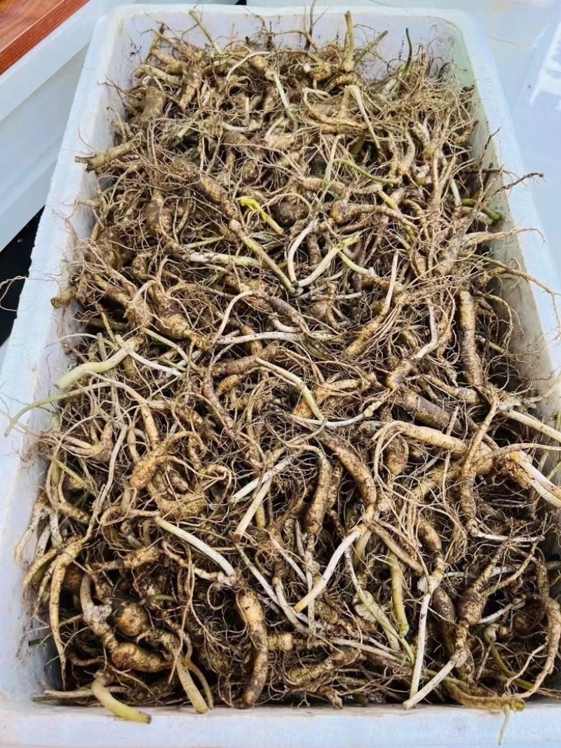 林下籽吃货