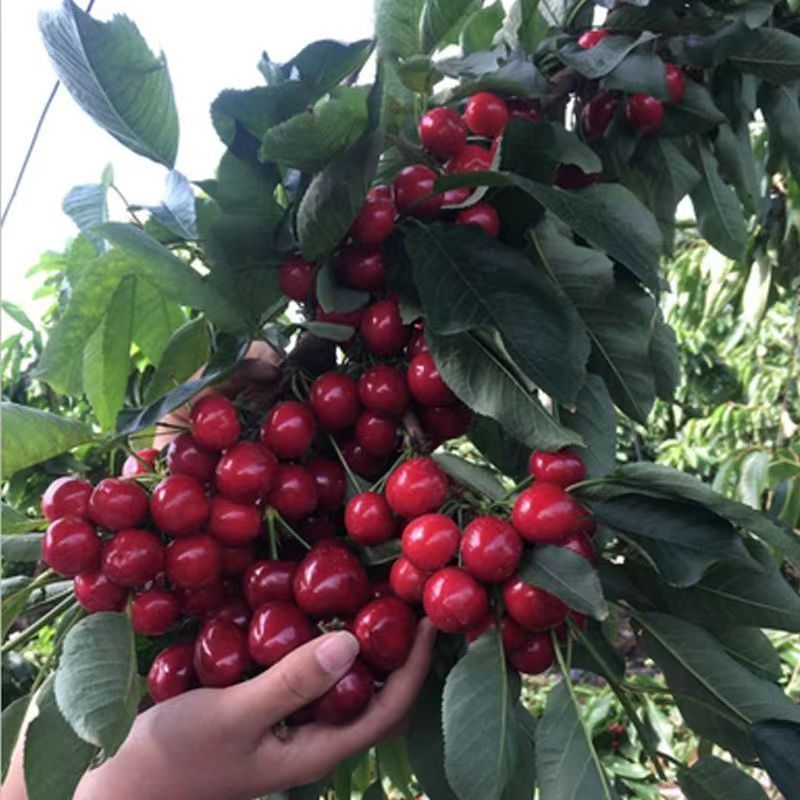 车厘子树苗特大樱桃树苖南北方种植庭院果树矮化樱桃苗树包邮