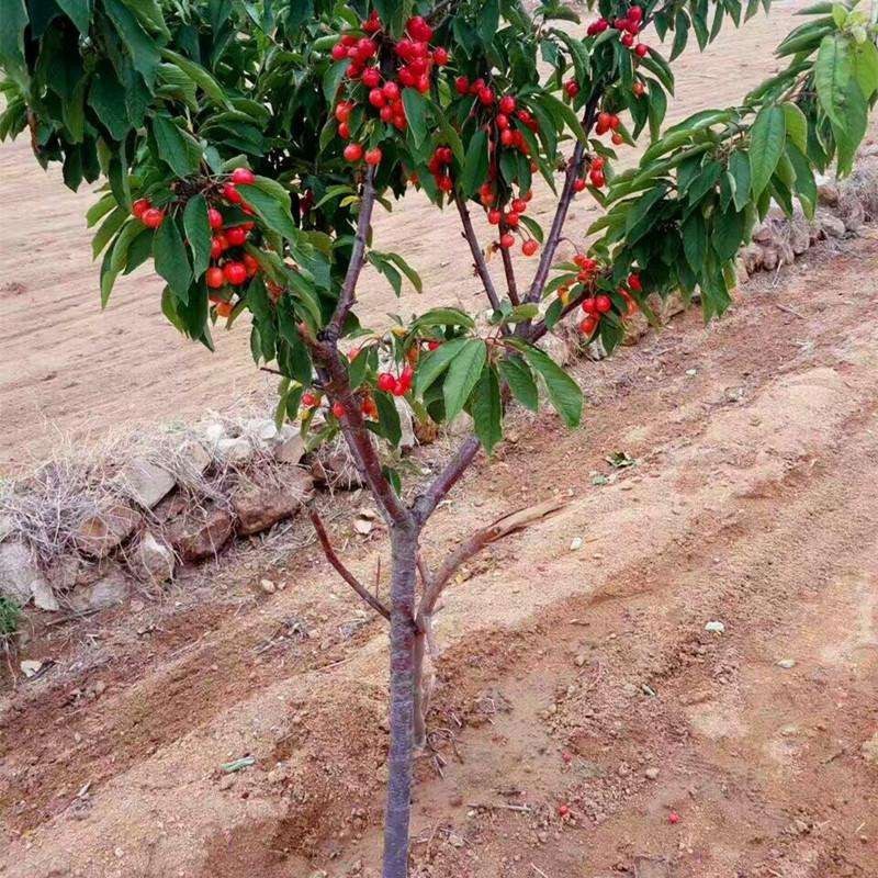 车厘子树苗特大樱桃树苖南北方种植庭院果树矮化樱桃苗树包邮