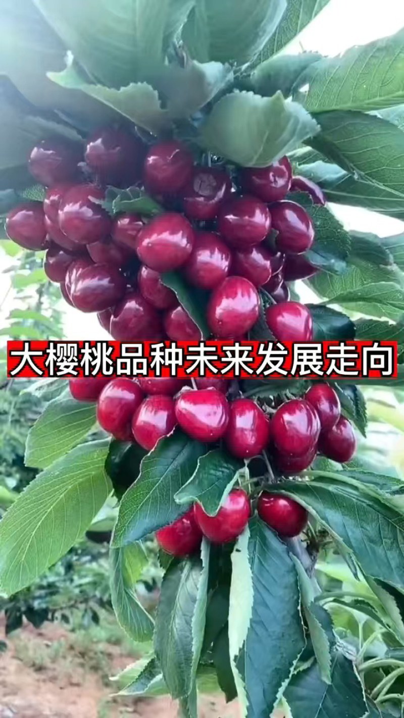 车厘子树苗特大樱桃树苖南北方种植庭院果树矮化樱桃苗树包邮