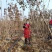 车厘子树苗特大樱桃树苖南北方种植庭院果树矮化樱桃苗树包邮