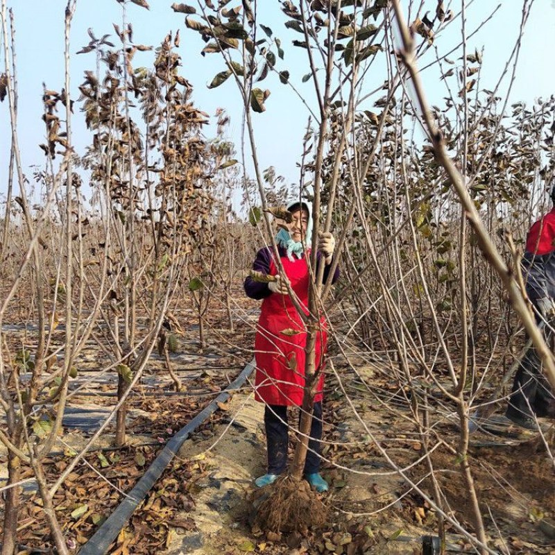 车厘子树苗特大樱桃树苖南北方种植庭院果树矮化樱桃苗树包邮
