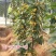 车厘子树苗特大樱桃树苖南北方种植庭院果树矮化樱桃苗树包邮