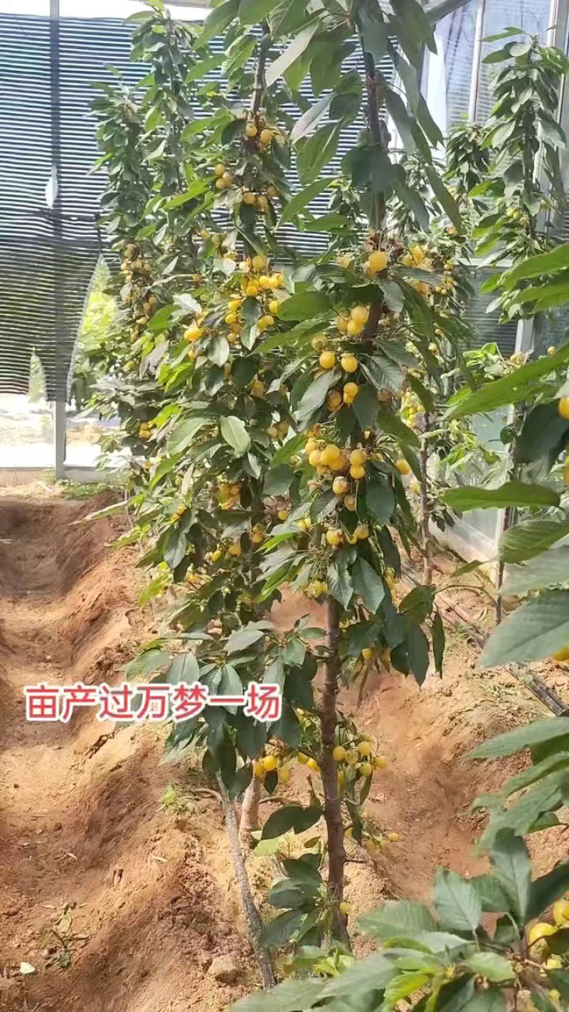 车厘子树苗特大樱桃树苖南北方种植庭院果树矮化樱桃苗树包邮