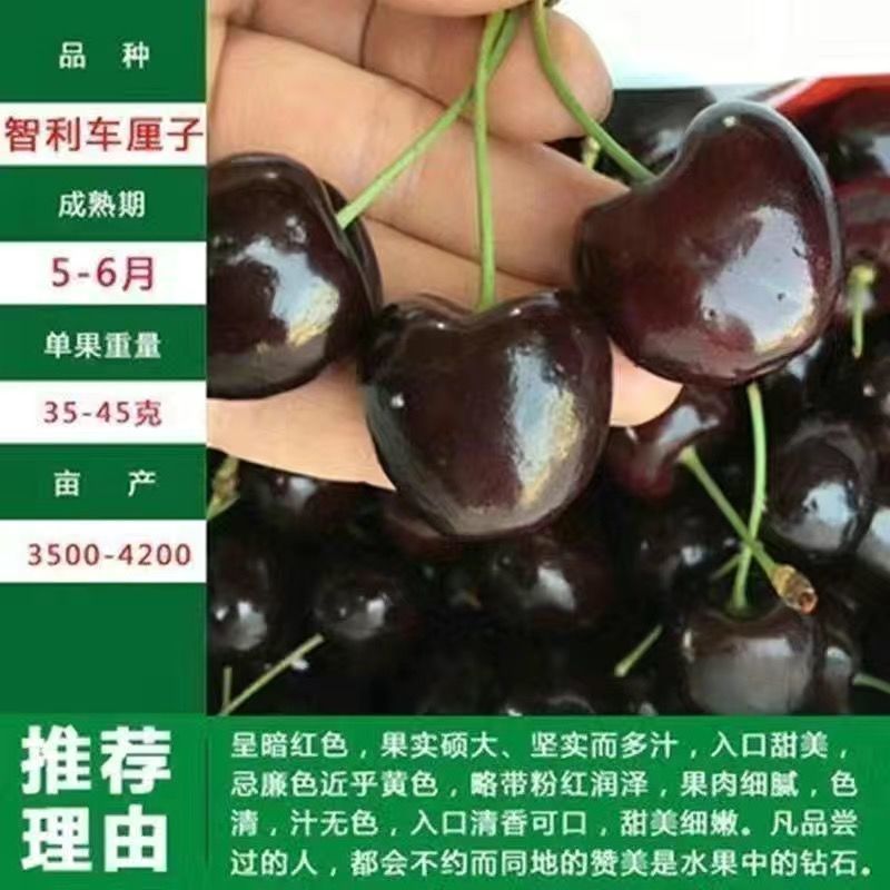 车厘子树苗特大樱桃树苖南北方种植庭院果树矮化樱桃苗树包邮