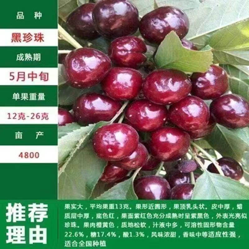 车厘子树苗特大樱桃树苖南北方种植庭院果树矮化樱桃苗树包邮