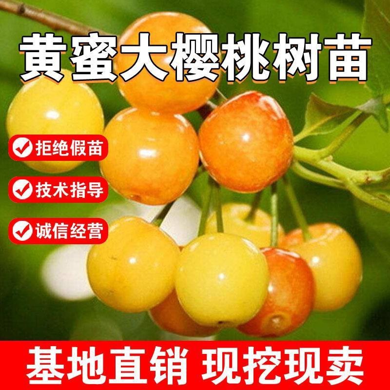 车厘子树苗特大樱桃树苖南北方种植庭院果树矮化樱桃苗树包邮