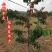 车厘子树苗特大樱桃树苖南北方种植庭院果树矮化樱桃苗树包邮