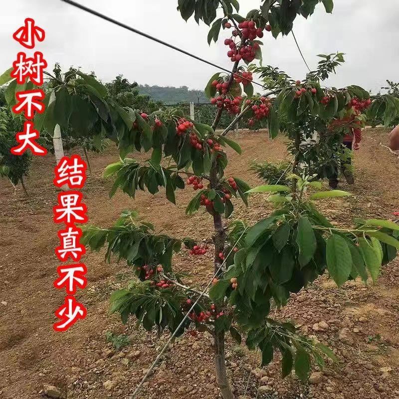 车厘子树苗特大樱桃树苖南北方种植庭院果树矮化樱桃苗树包邮