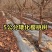 车厘子树苗特大樱桃树苖南北方种植庭院果树矮化樱桃苗树包邮