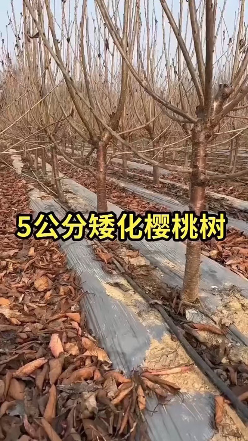 车厘子树苗特大樱桃树苖南北方种植庭院果树矮化樱桃苗树包邮