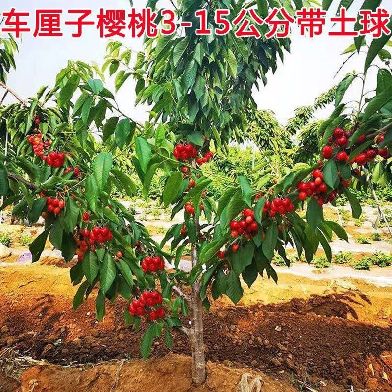 带土球车厘子树苗地栽南北方种植当年结果大樱桃苗樱桃烟台苗