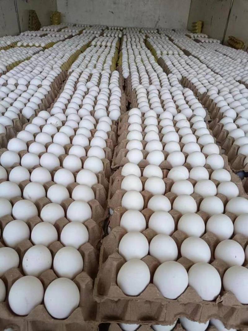 【实力推荐】山东白皮鸡种蛋质量精品大量上市中