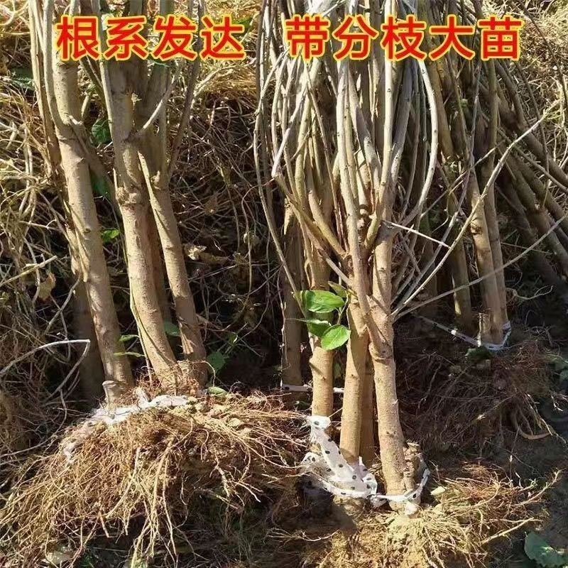 带土球车厘子树苗地栽南北方种植当年结果大樱桃苗樱桃烟台苗