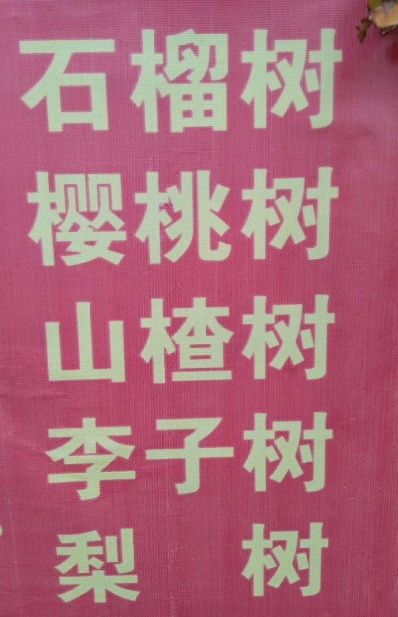 带土球车厘子树苗地栽南北方种植当年结果大樱桃苗樱桃烟台苗