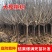 带土球车厘子树苗地栽南北方种植当年结果大樱桃苗樱桃烟台苗
