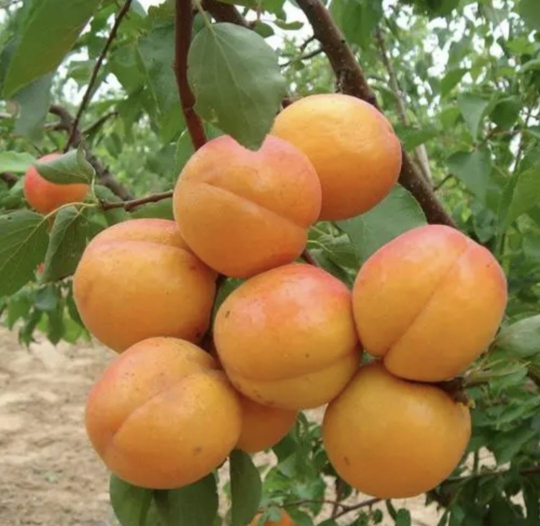 展示凯特大黄杏在果园中成熟的状态,果色金黄,果实饱满 凯特大黄杏果园实景图