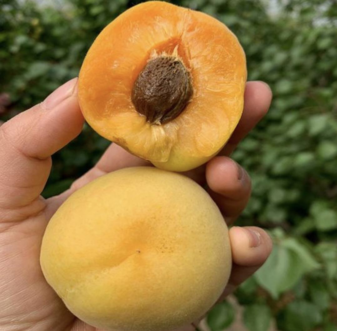 凯特杏切开后展示果肉结构,金黄色果肉,质地细腻,果核清晰可见 凯特杏果肉切面展示