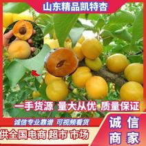 山东杏精品凯特杏大量供货货源充足价格实惠全国商超