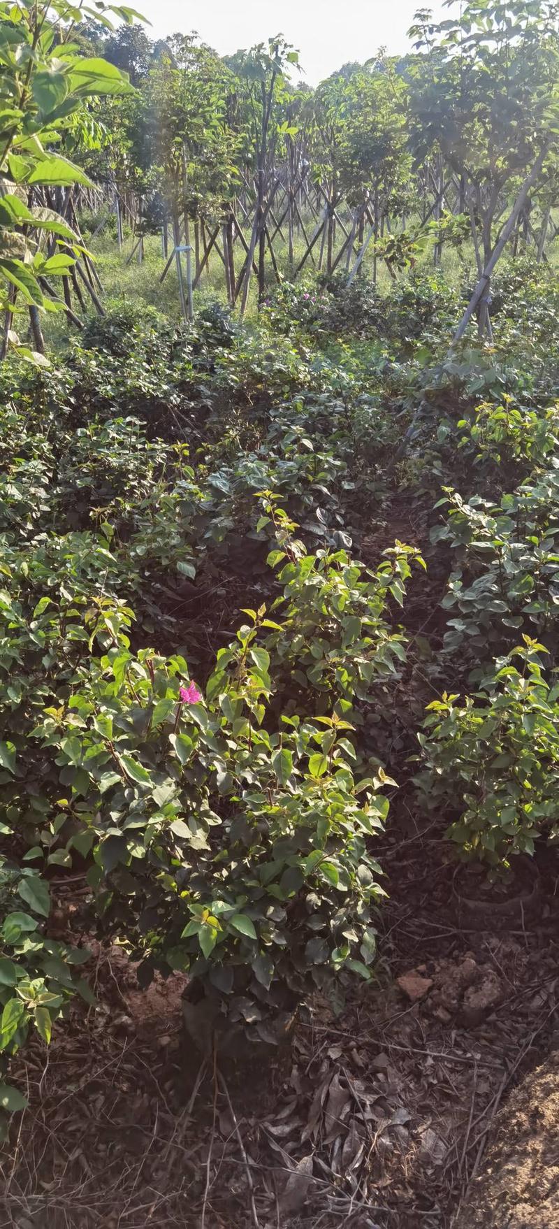 中国红大红，水红大布袋三角梅两年苗根装枝茂盛