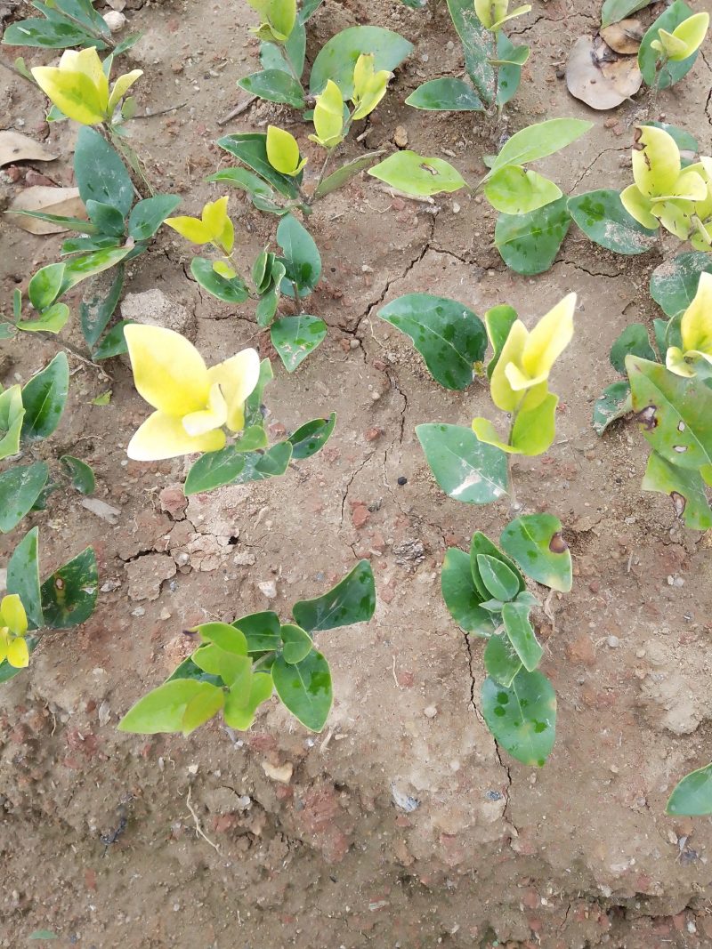 金森女贞小苗