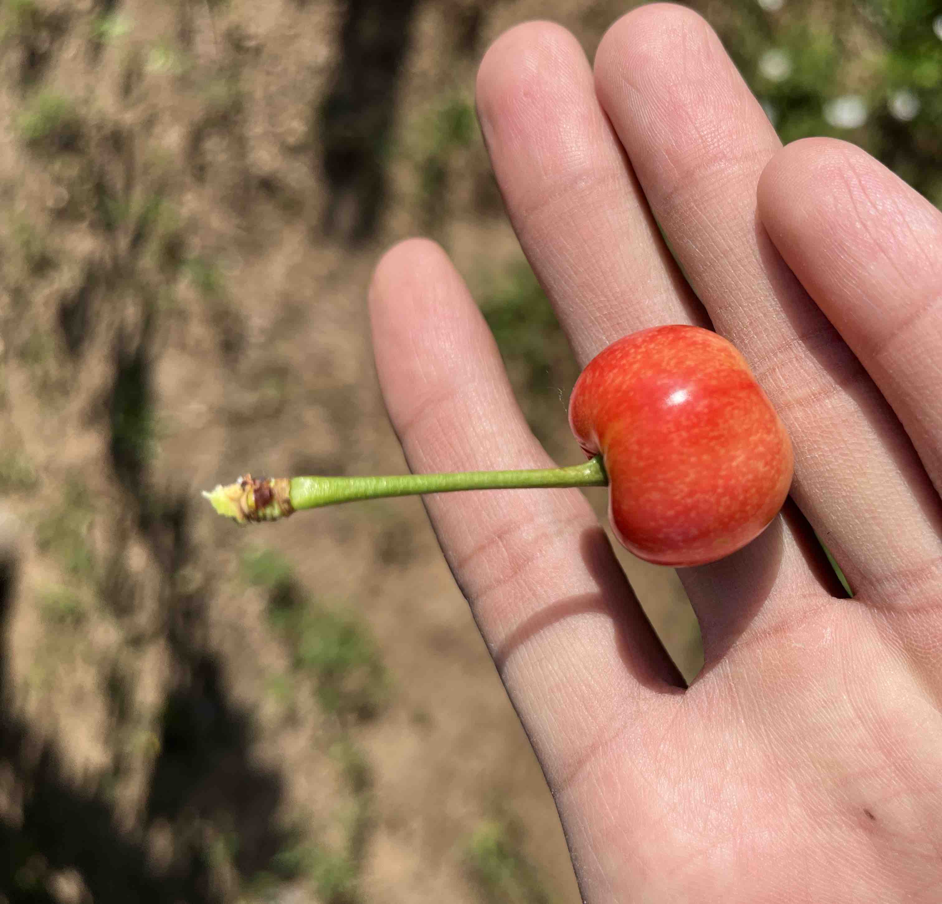 国产樱桃品种对比图