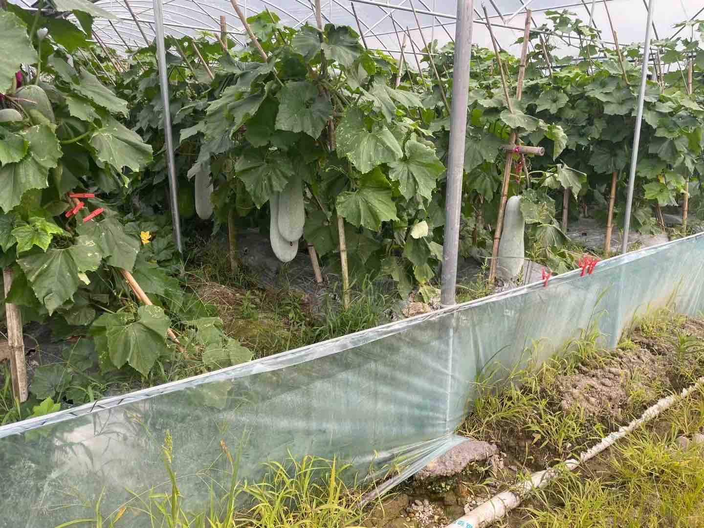 白皮冬瓜藤蔓栽培实景：棚架式吊蔓种植，主蔓缠绕竹架，第16节处悬挂一枚已坐稳的椭圆形白皮冬瓜，瓜身匀称、蜡粉清晰，下方土壤覆盖黑色地膜